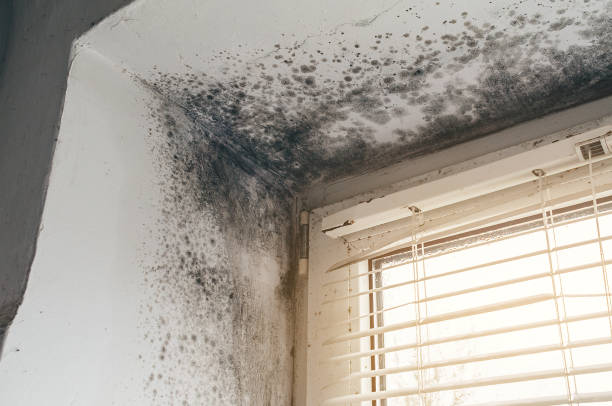 Affordable Black Mold Remediation solutions in New Cumberland, PA
